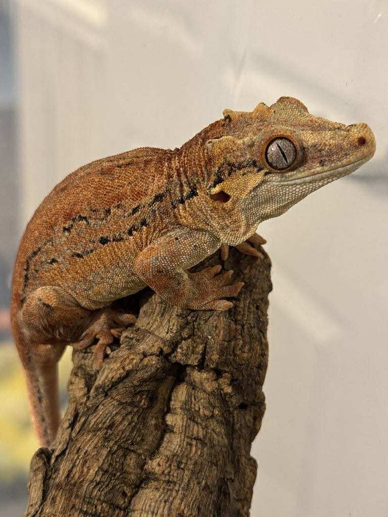 Reptile and invertebrate experience 