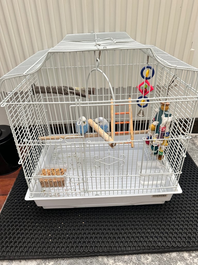 Budgies father & son duo