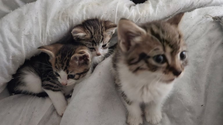 Kittens for sale 150