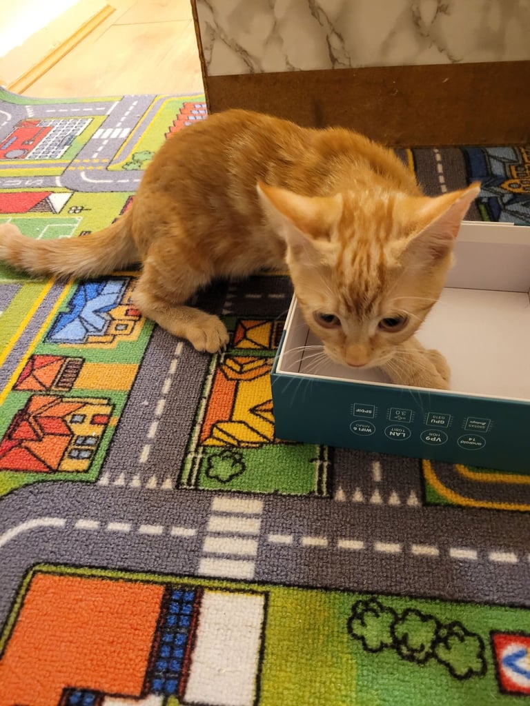 Ginger female kitten, 11 Weeks