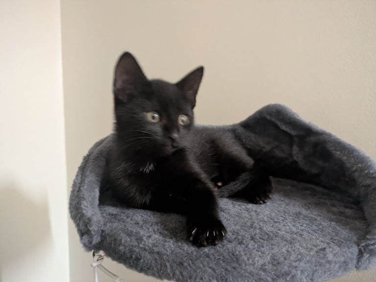 Gorgeous Female Kittens Ready for Loving Homes 🐾