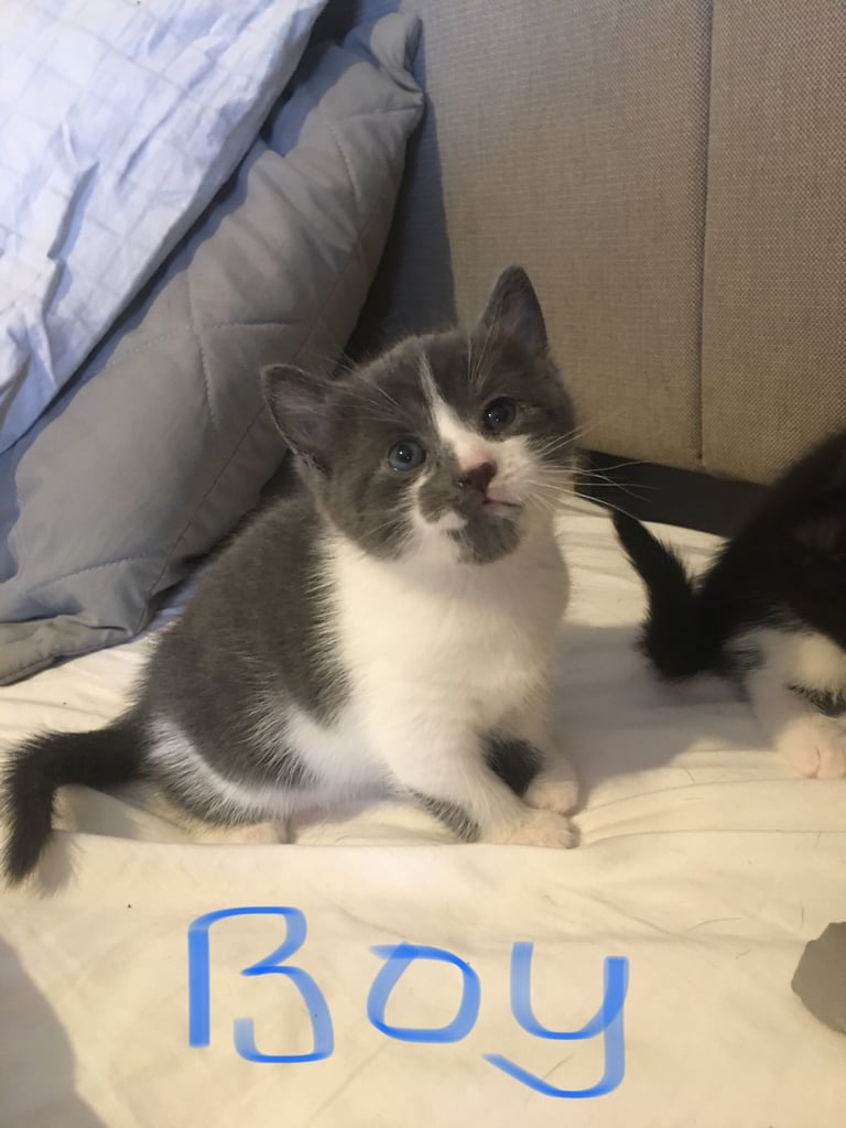 Adorable kittens  all sold pending 