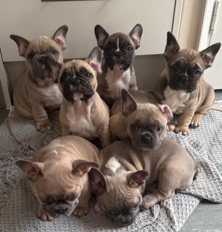 French bulldogs puppies