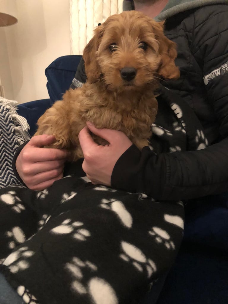 Cockapoo puppies (cocker spaniel x poodle) 