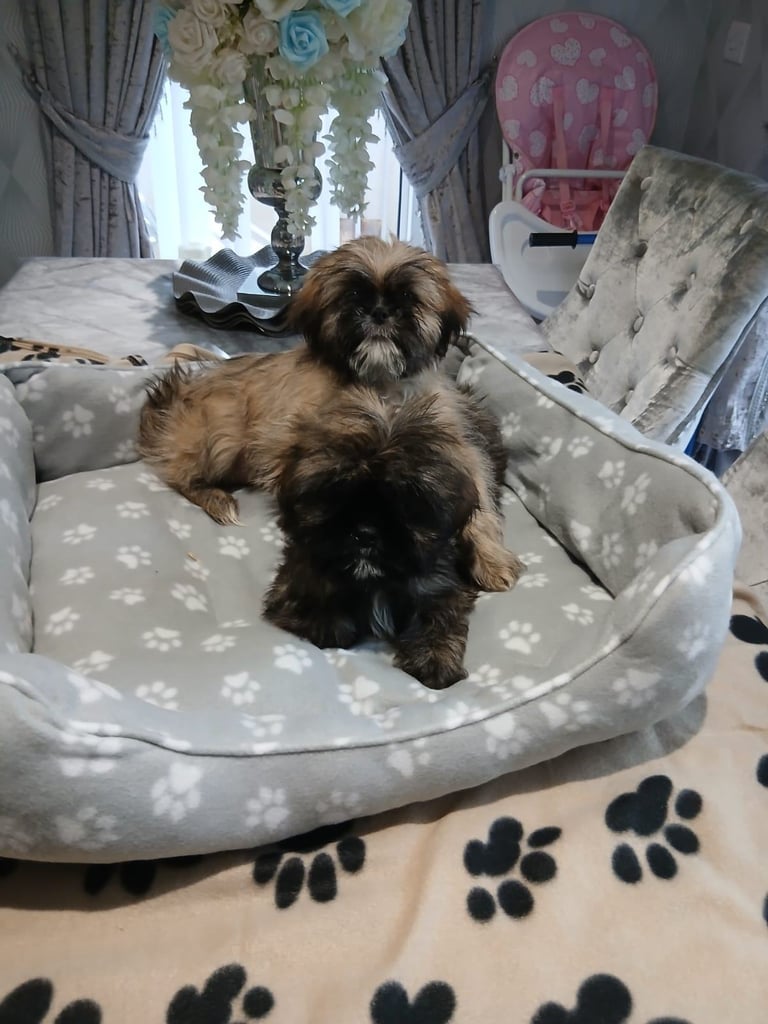 miniture shihtzu puppy