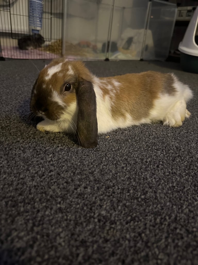 French lop rabbits 