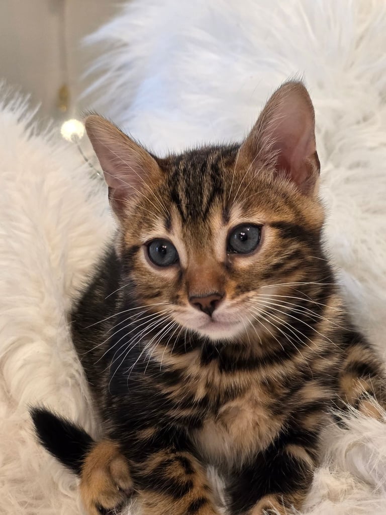 Beautiful Brown (Black) Charcoal Marbled markings