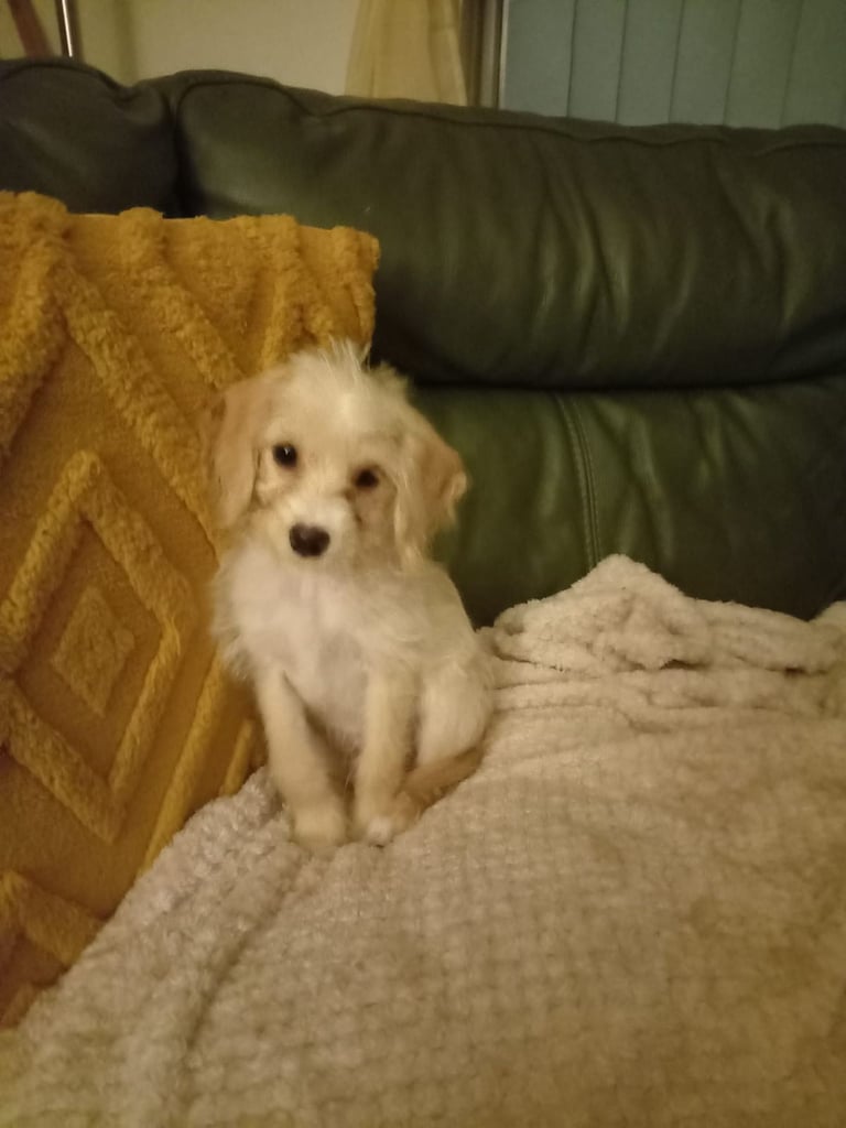Jack Russell Maltipoo 3 months old