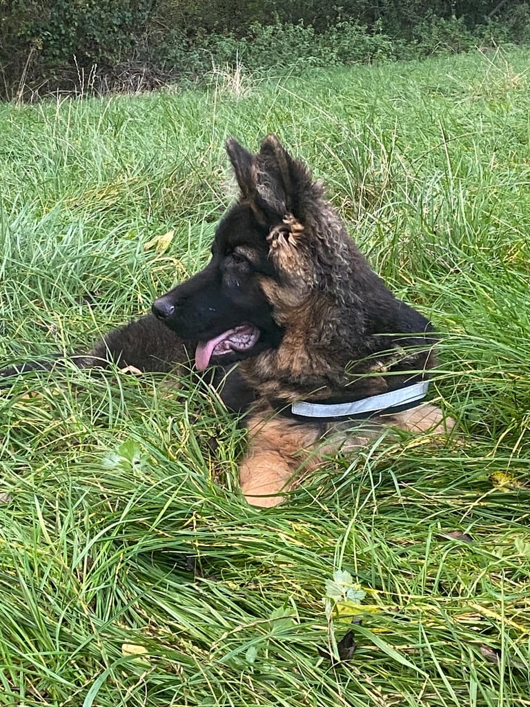 image for German shepherd 6 months old 
