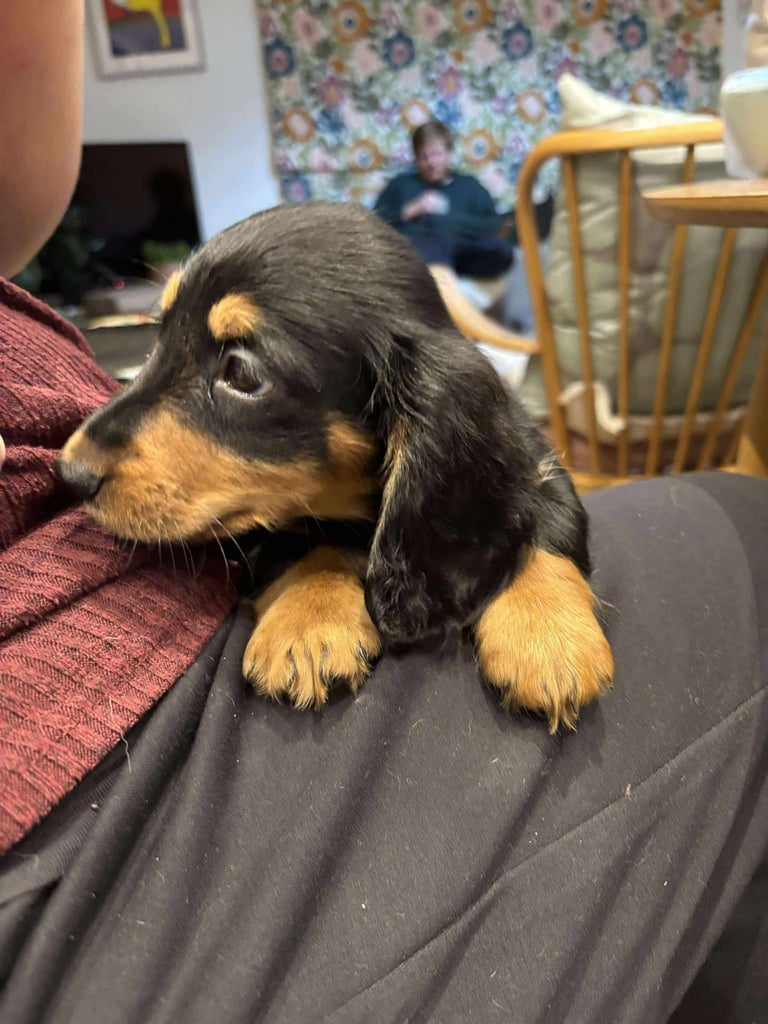 Long haired miniature dachshund puppies