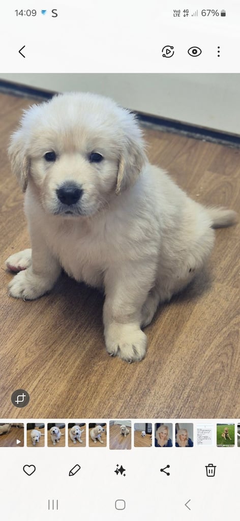 Golden retriever puppies 
