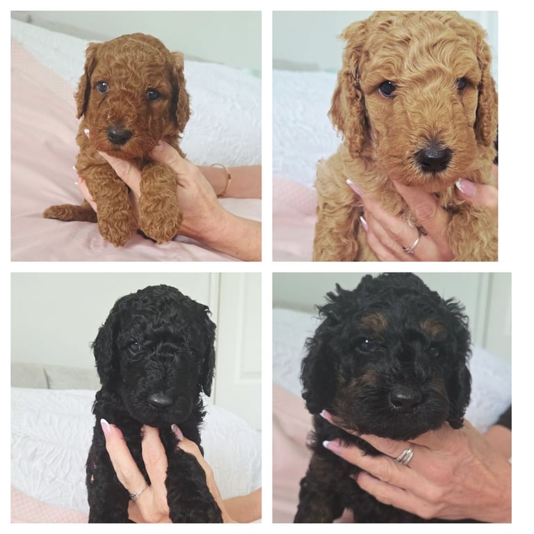 image for Standard poodle puppies