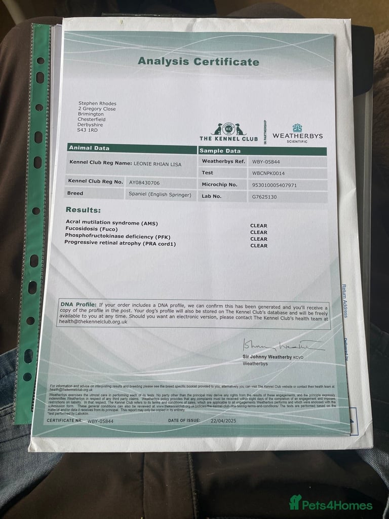 English Springer Spaniels