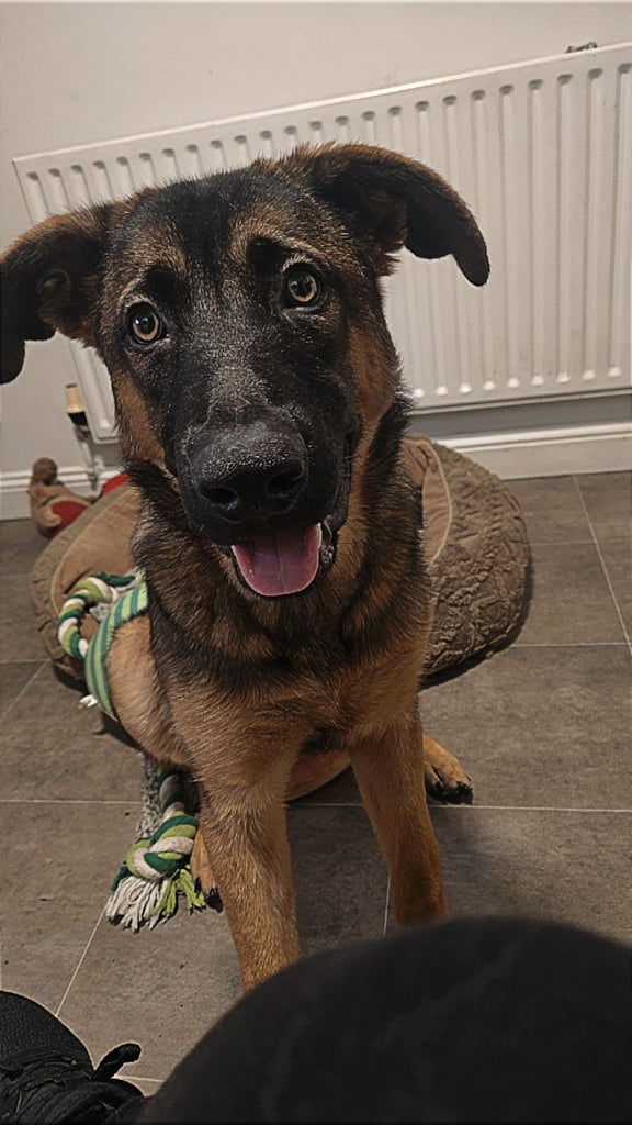 image for Meet wazbo the Malinois cross ridgeback