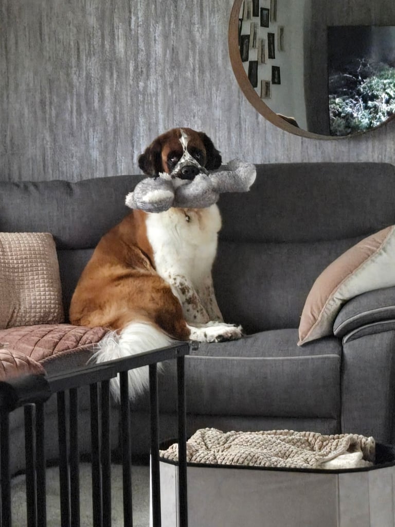 St. Bernard female 