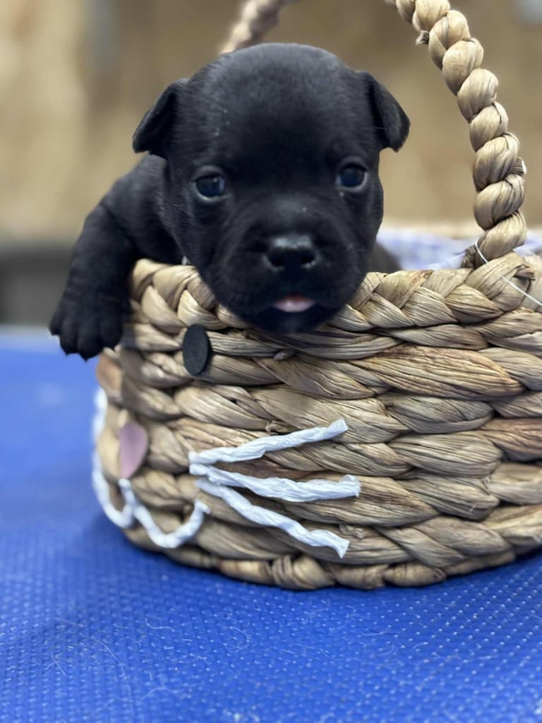 Staffordshire Bull Terrier Pups