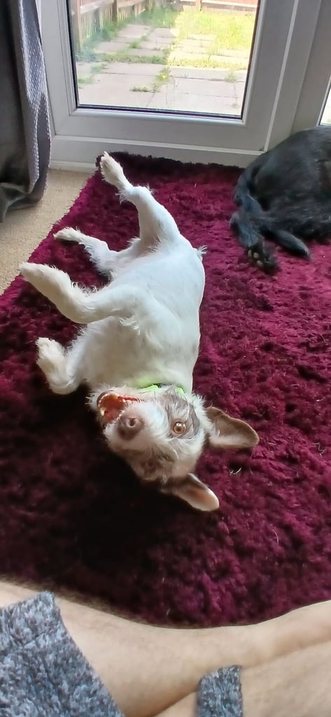 Person's Jack Russell-Scooby