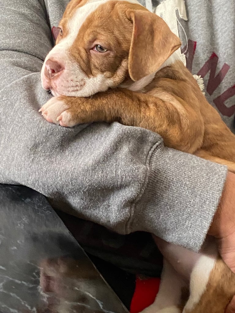 American Bulldog Female 