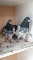 High flyer pigeons 
