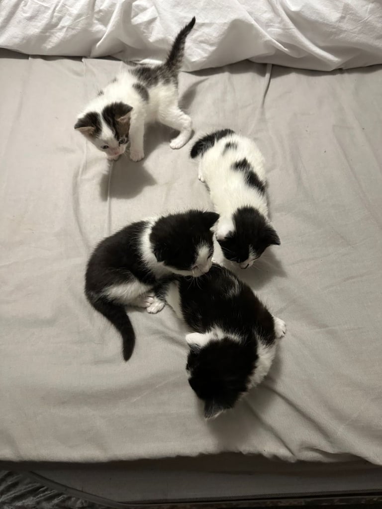 Kittens  mother part rag doll ready november 24th 