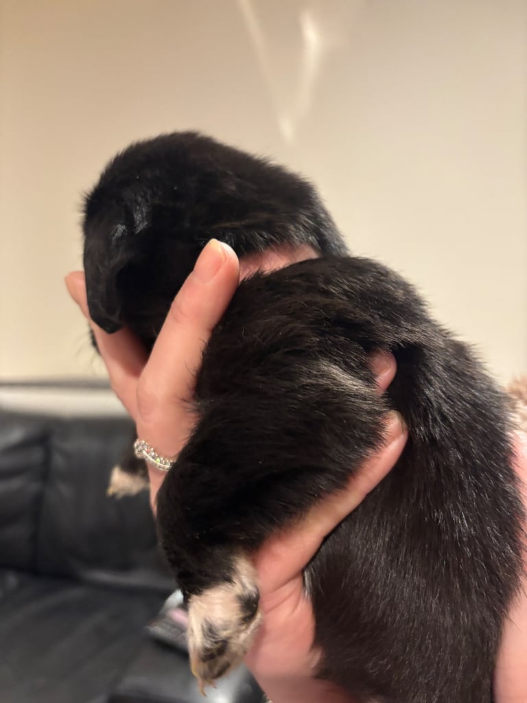 Lab/cockapoo puppies for sale