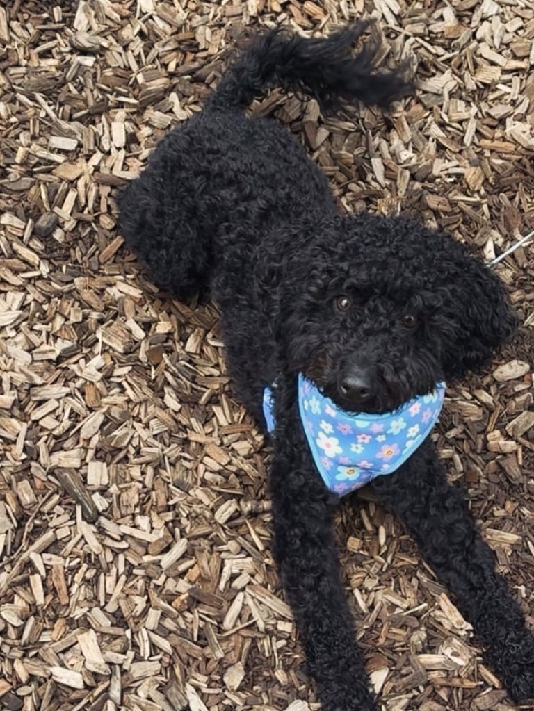 14 month old black Schnoodle 