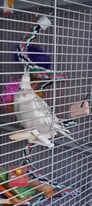 YOUNG MALE COCKATIEL WITH LARGE CAGE 
