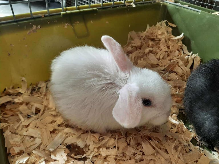 Lop/Lionhead Rabbits 