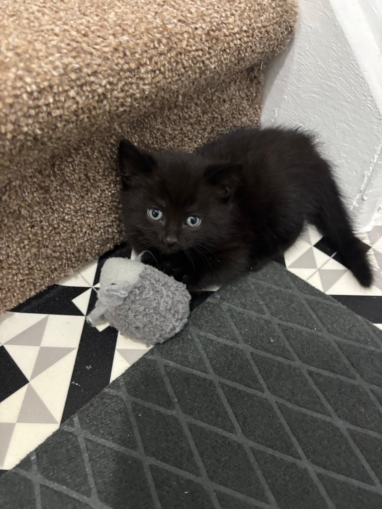 9wk old kitten only one left SOLD  