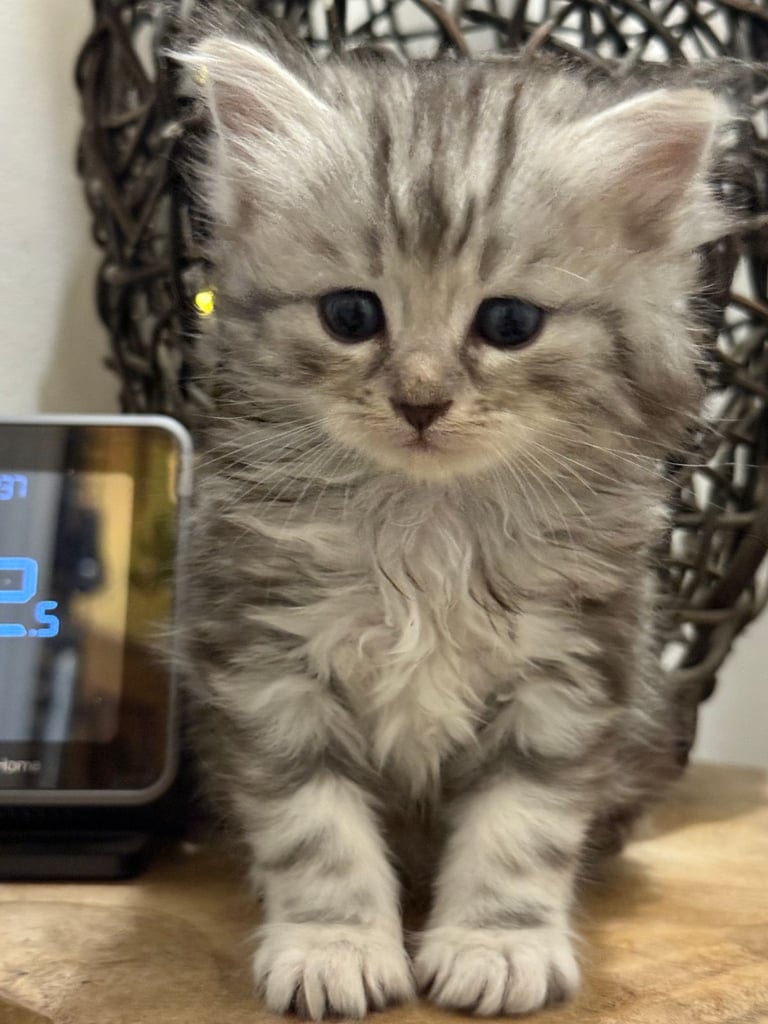 image for Maine coon / Persian/ British Blue mix - VERY FLUFFY LITTLE BOY READY TO LEAVE THIS WEEK 