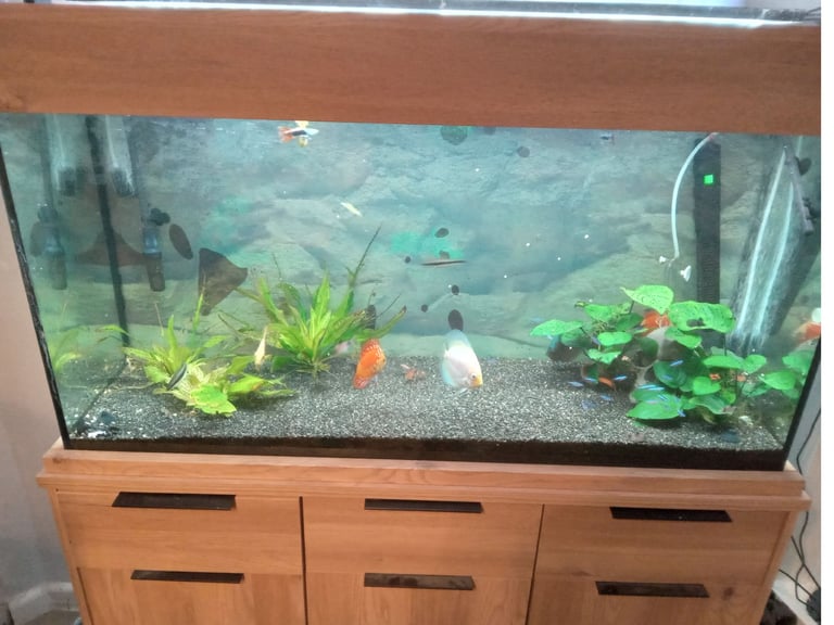image for Discus aquarium 