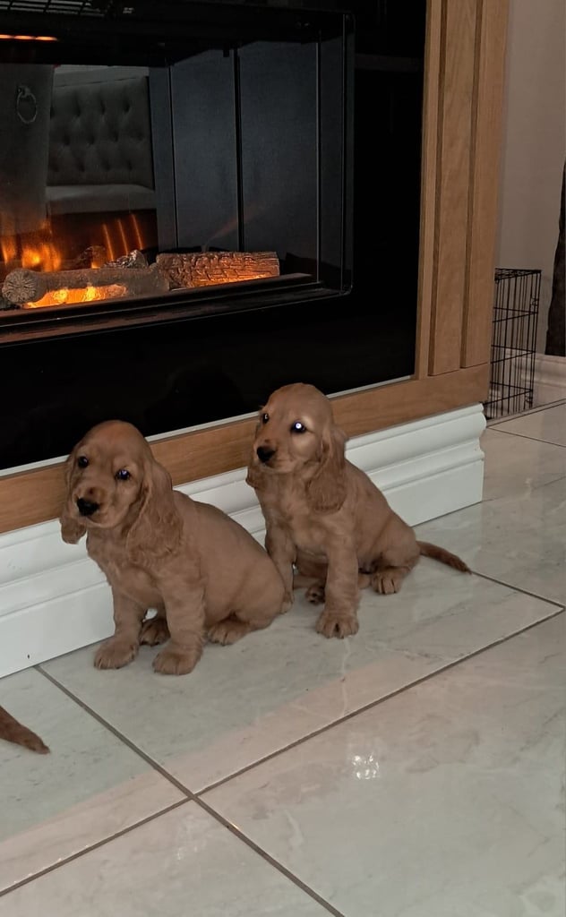 Cocker spaniel pups for sale