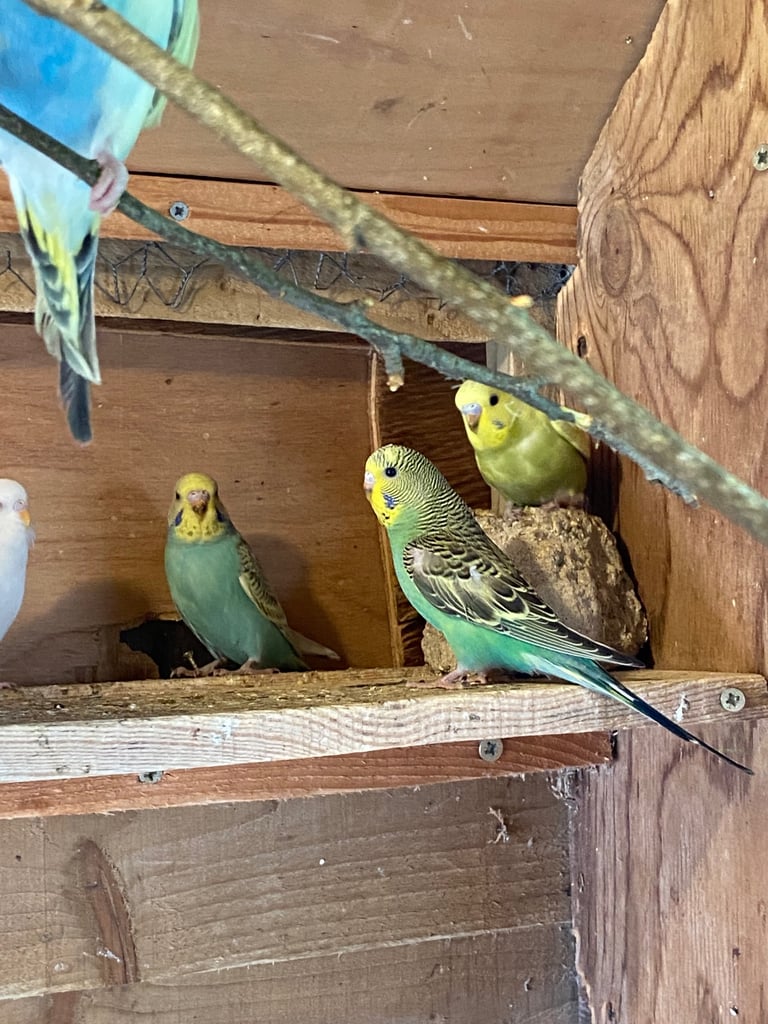 Baby budgies