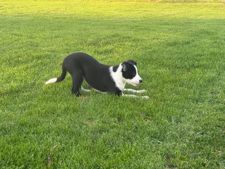 2 x Border Collie Pups for Sale 
