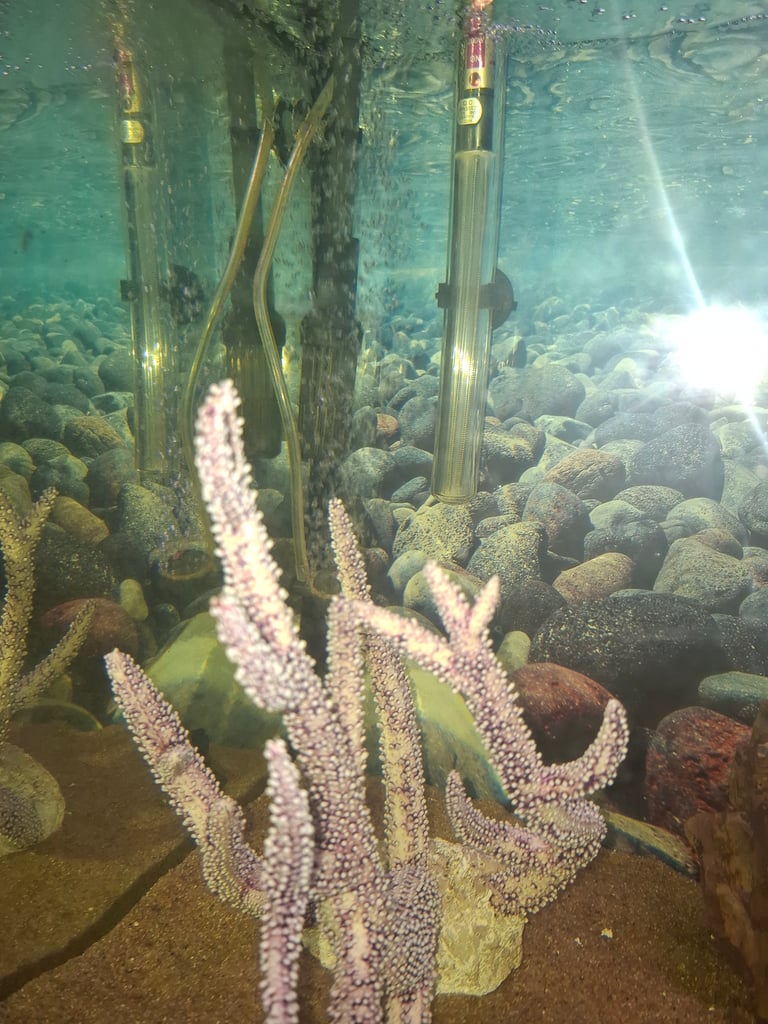 Fish tank and cabjnet 