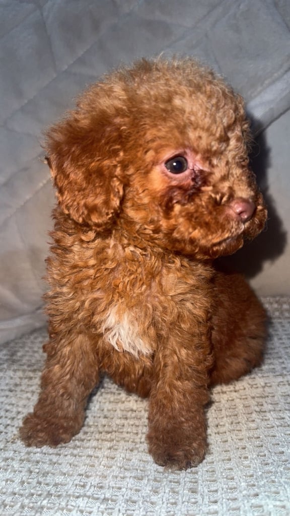 Beautiful miniature poodles
