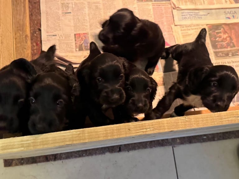 Cocker spaniel puppies 