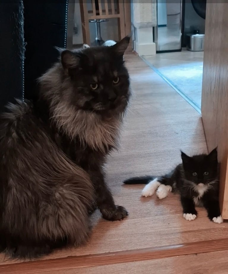 Affectionate Maine Coon Kitten Boy – Ready for His Forever Home