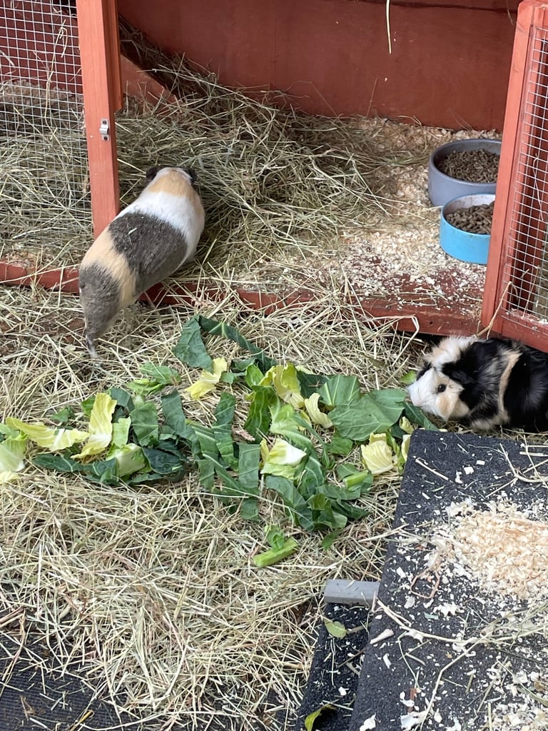 2 male guinea pigs 