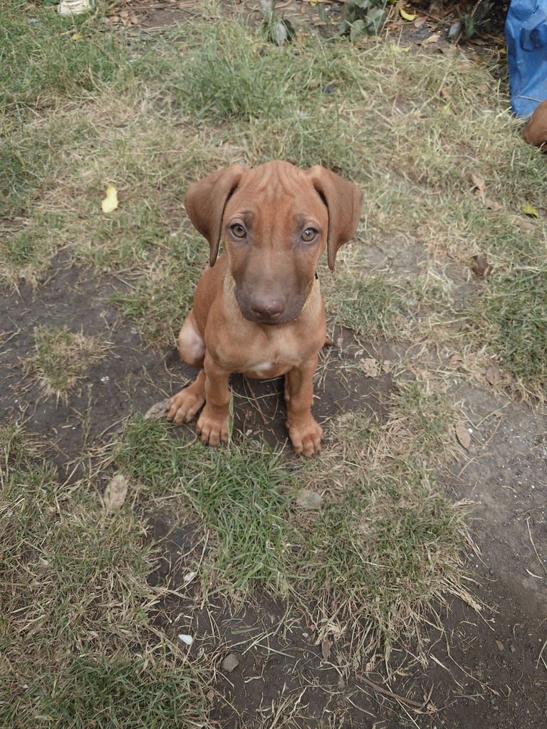Rhodesian Ridgebacks 