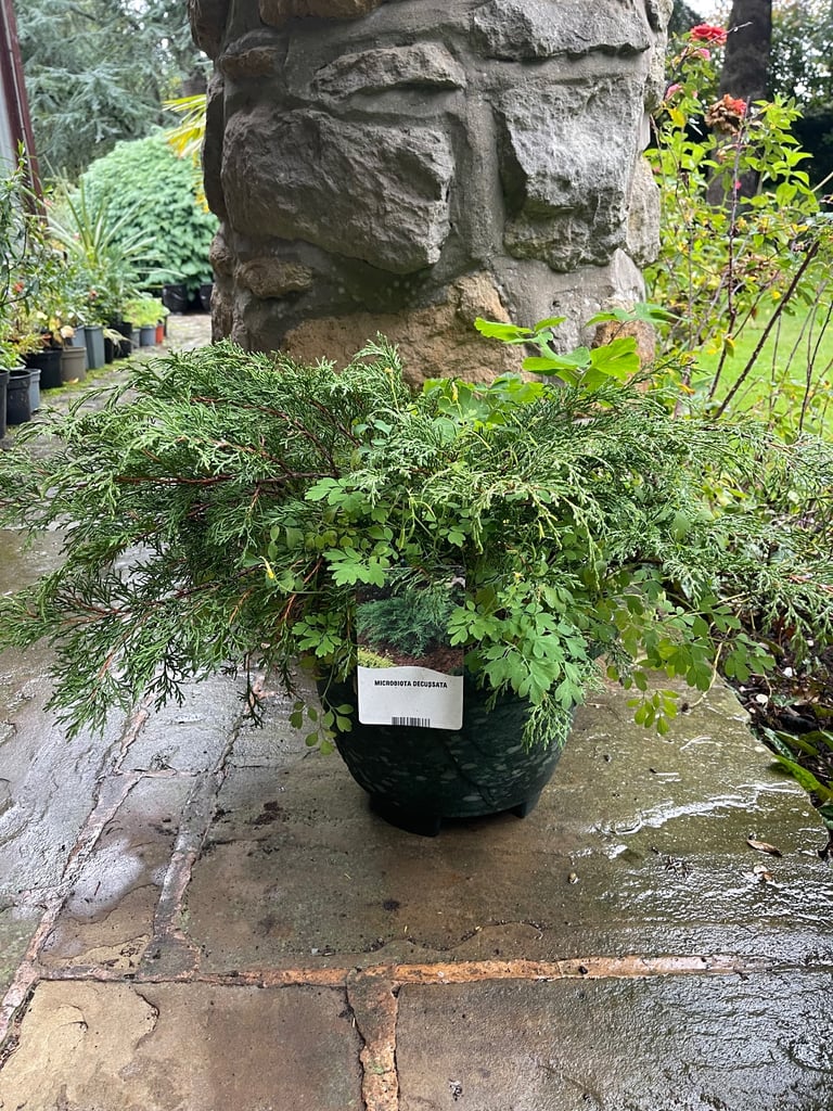 Green planter with a spreading Conifer and Yellow Corydalis (Collect Chichester)