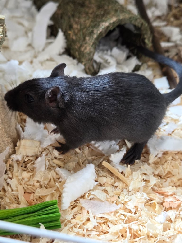 Two Female Bonded Gerbils