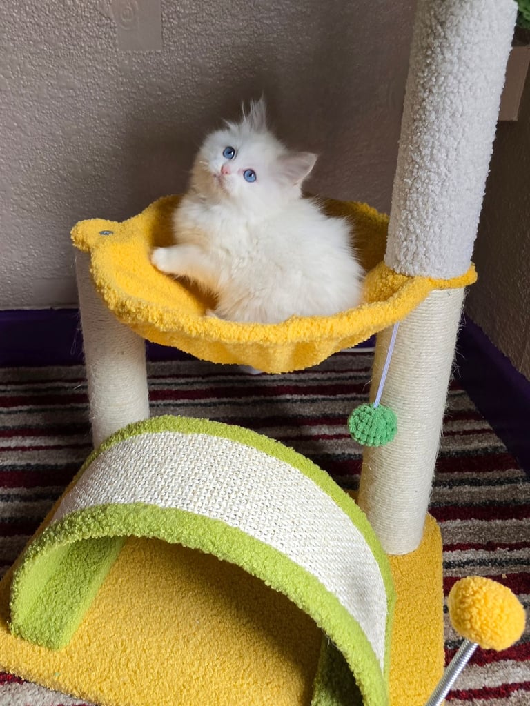 GCCF Registered Ragdoll kittens 