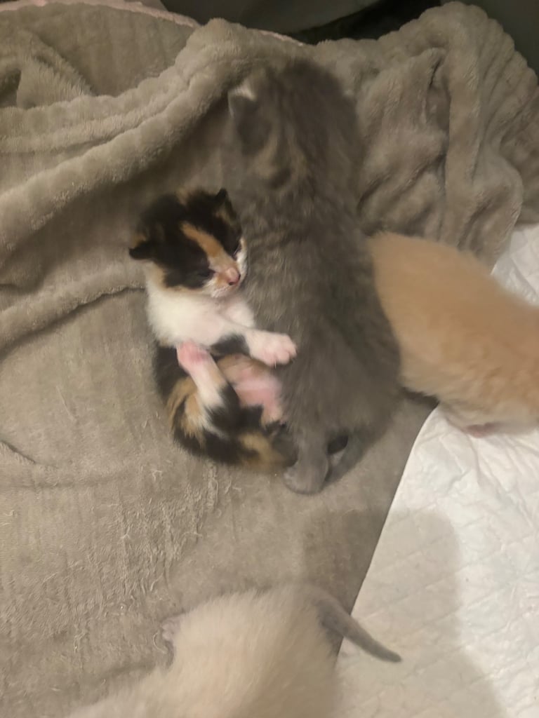 image for Beautiful mixed breed kittens 