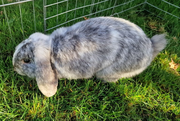 Two 6 month old Male mini lop rabbits.