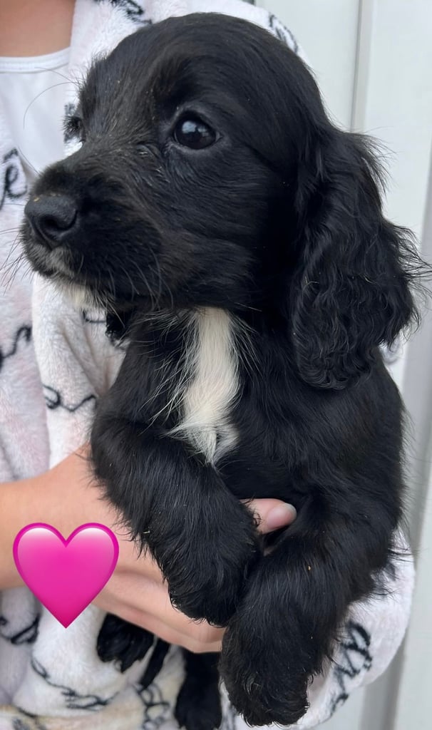 Cocker spaniel pups