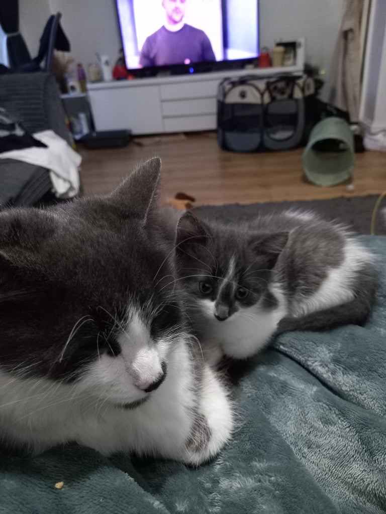 Kittens for sale