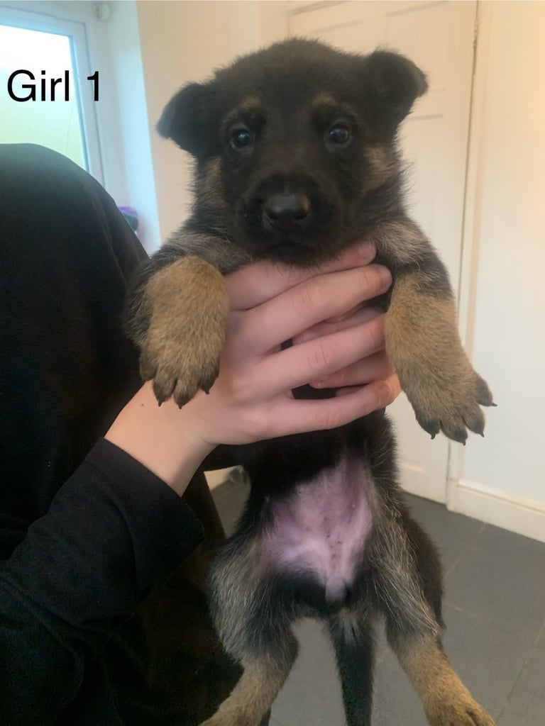 Pups for sale 