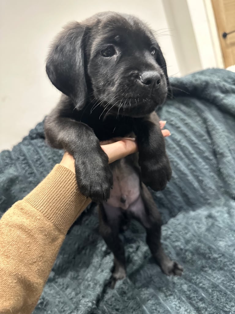 Cane corso puppies