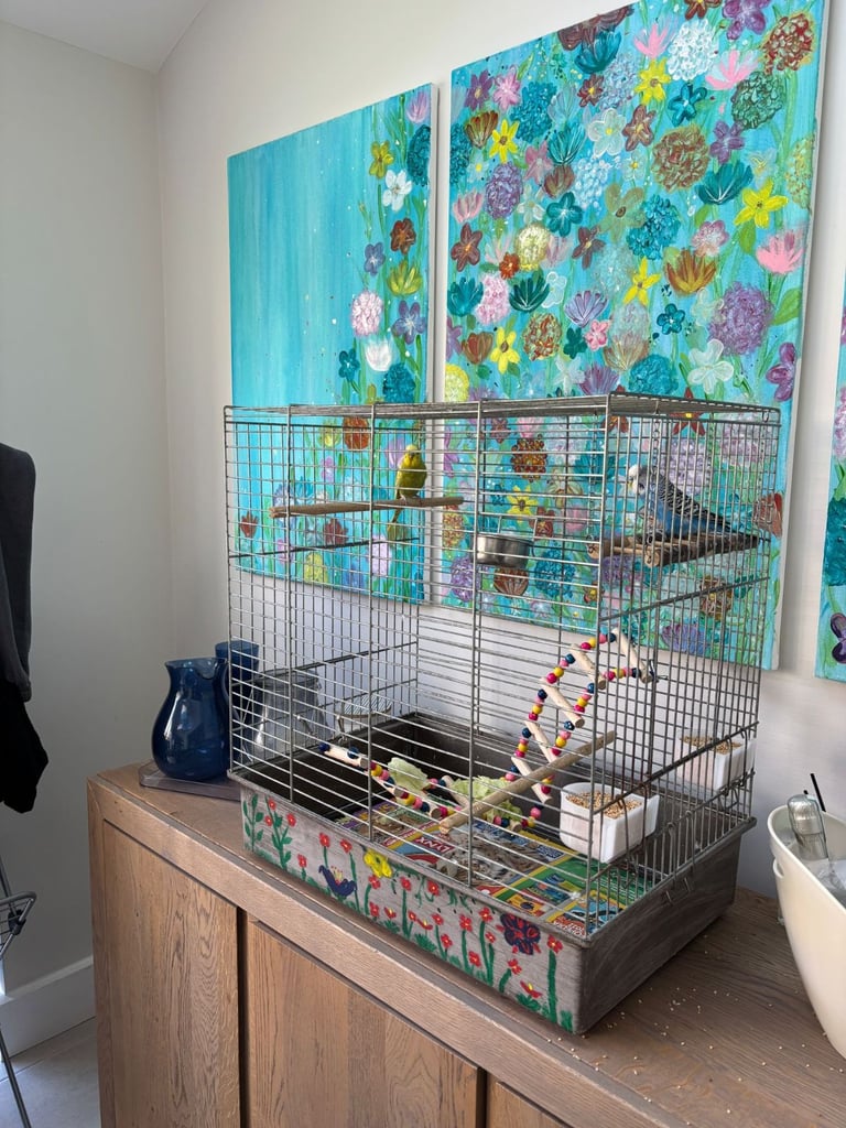 For Sale: 2 Budgies with Cage – £75 (Collection from Epsom)